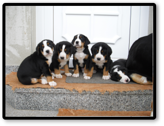 CoraWelpen CoraWelpen
